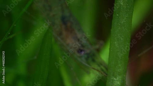 Freshwater ghost shrimp macro shot, or opaque glass shrimp with crooked back tail. Algae-eating Pinocchio shrimp, Palaemonetes paludosus feeders. Close up with very shallow depth of field. photo