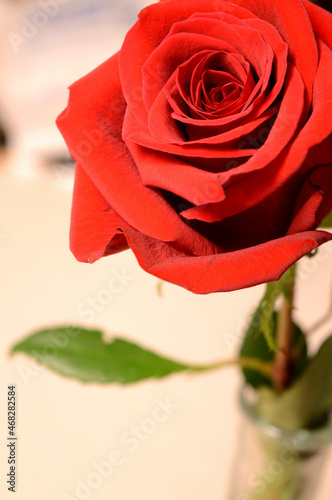 Single Red Rose