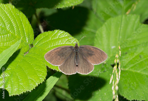 Ringlet (Aphantopus hyperantus) is a butterfly in the family Nymphalidae. An insect sits on a leaf of a plant. photo