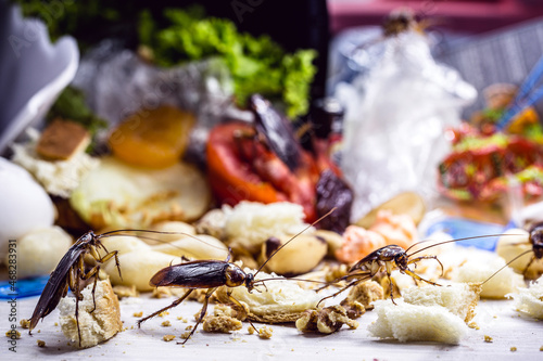 many cockroaches on human waste, food scraps and plastic contaminating the floor photo