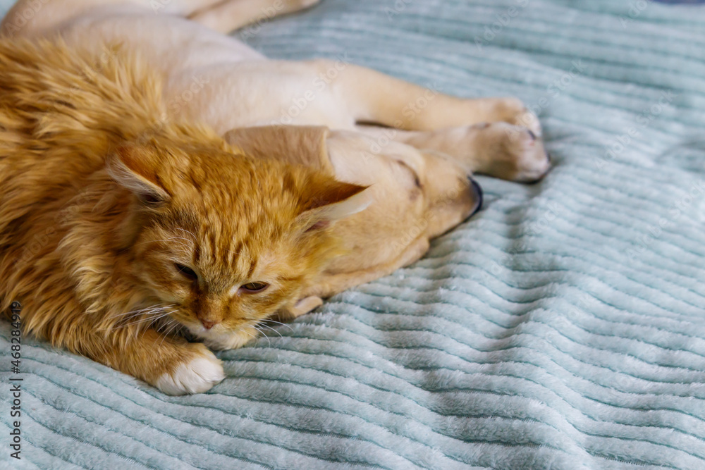Small cute labrador retriever puppy dog and young cat on a bed. Friendship of pets Small cute labrador retriever puppy dog and young cat on a bed. Friendship of pets