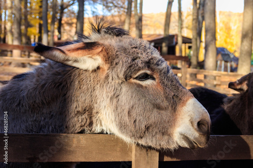 Donkey in a paddock on farmyard