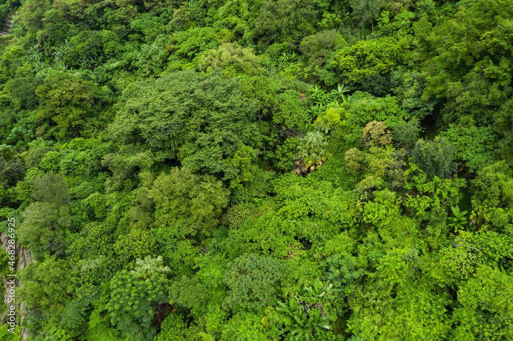 Top down view of the lush greenery forest