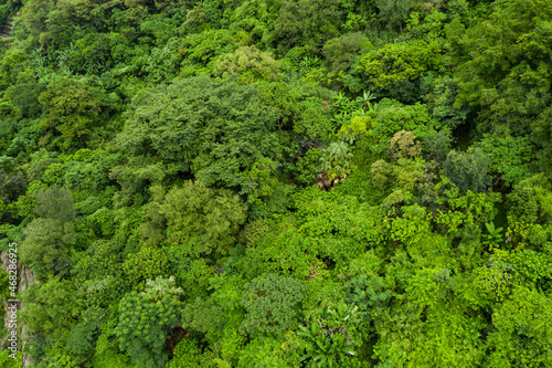 Top down view of the lush greenery forest