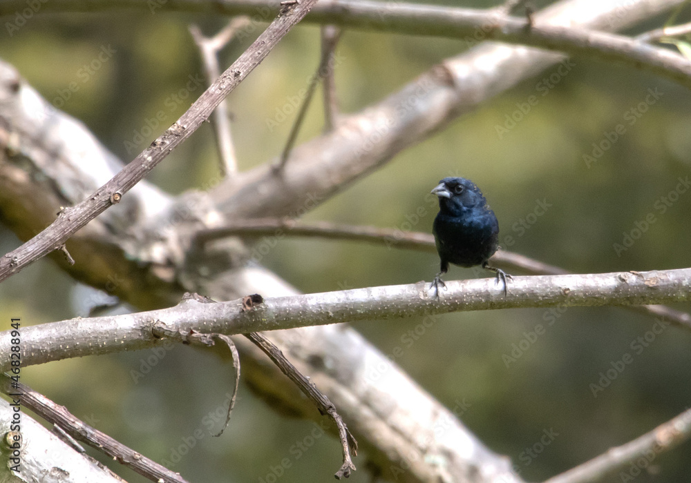 Obraz premium Blue-black . bluish-black seedling. in flight, in tree, eating.