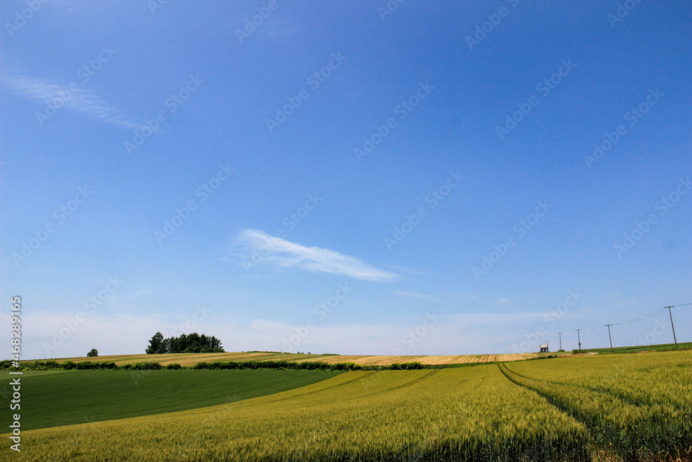夏の麦畑と青空
