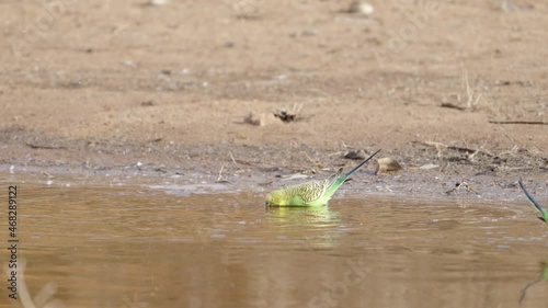 slow motion close up of a budgerigar flock drinking from redbank waterhole near alice springs in the northern territory, australia photo