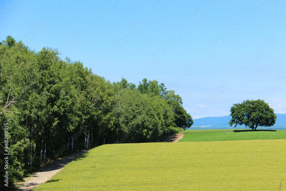 夏の緑の麦畑
