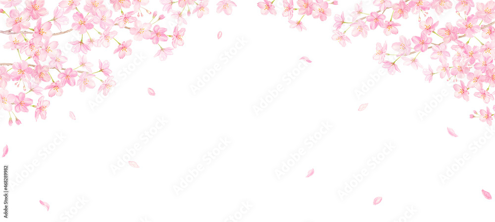 水彩で描く桜と花びらの背景　アナログ手描き