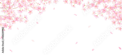 水彩で描く桜と花びらの背景 アナログ手描き