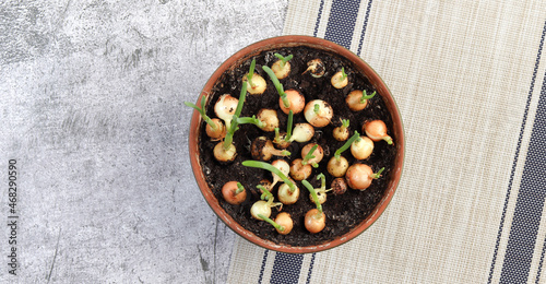Fototapeta Naklejka Na Ścianę i Meble -  Growing green onions in a pot on a dark grey background. Top view, flat lay