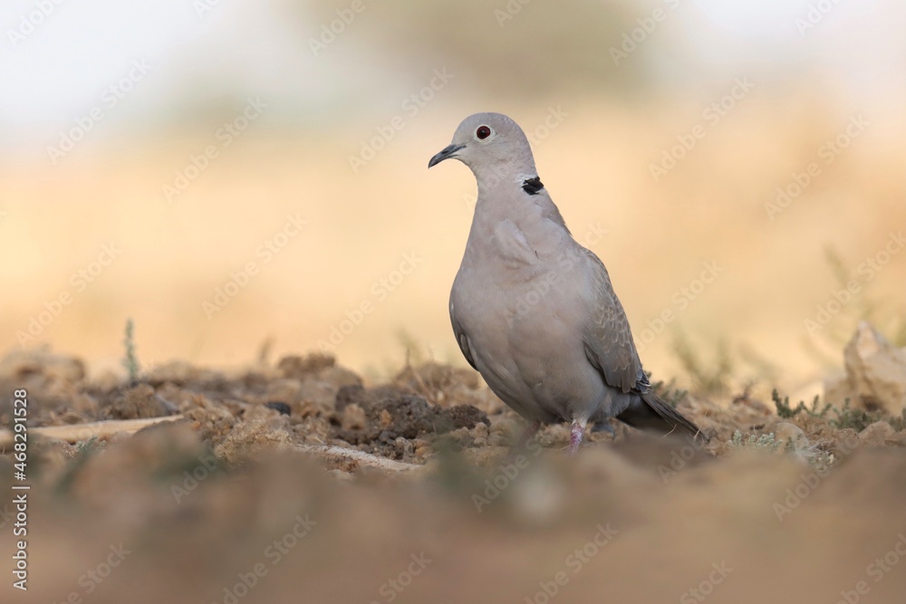 pigeon on the ground. Half collared dove. Cape turtle dove. Ring necked dove. pigeon on the ground. Half collared dove. Cape turtle dove. Ring necked dove.