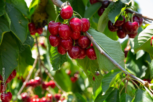 Ripe sweet cherries hanging on tree branches in green foliage of fruit garden..