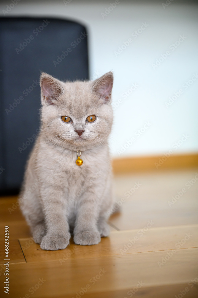 Obraz premium Lilac-colored British Shorthair kitten On the neck there is a golden bell. sitting on wooden floor in bedroom, front view full body