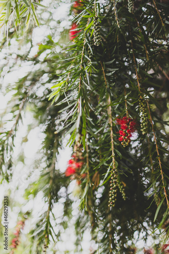 Fotografía native Australian weeping bottlebrush callistemon tree with red flowers outdoor