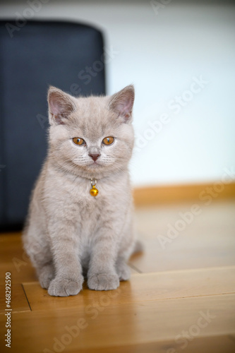 Lilac-colored British Shorthair kitten On the neck there is a golden bell. sitting on wooden floor in bedroom, front view full body