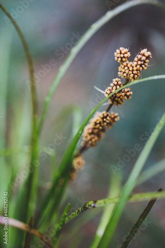 native Australian lomandra grass with yellow flowers outdoor with raindrops in beautiful tropical backyard photo