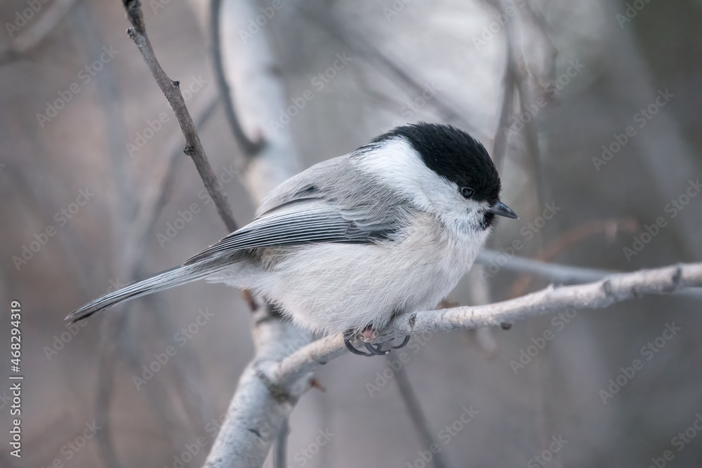 Fototapeta premium Cute bird the willow tit, song bird sitting on a branch without leaves in the winter.