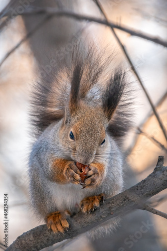 The squirrel with nut sits on tree in the winter or late autumn