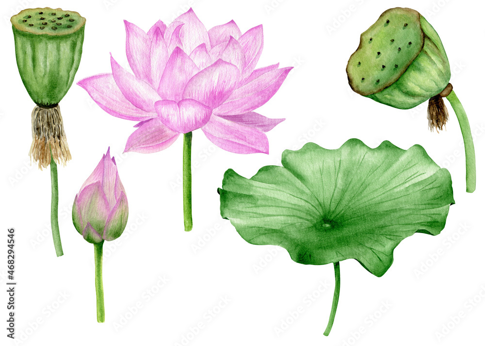 Premium Vector | Lotus leaf and duckweed watercolor collection.
