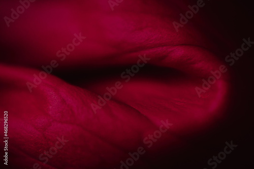 dark red close-up detail of a rose flower blossom petal folding