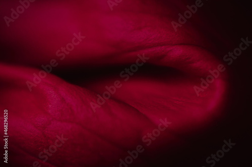 Fényképezés dark red close-up detail of a rose flower blossom petal folding