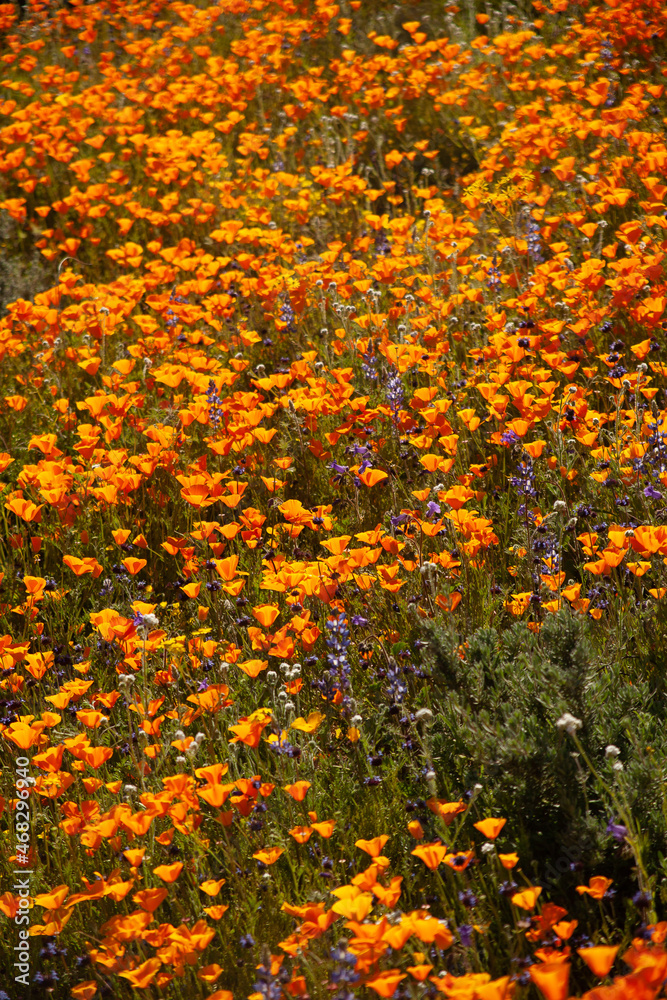 California poppies in vivid bloom on a desert hillside.