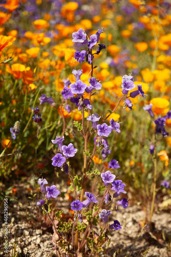 Wild California bellflower in bloom
