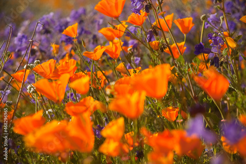 California poppies in the wild with purple CA bluebells