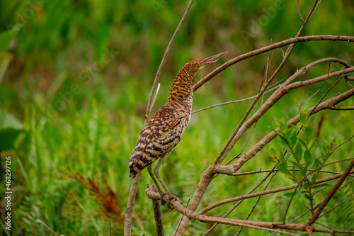 Botaurus pinnatus (avetoro) photo