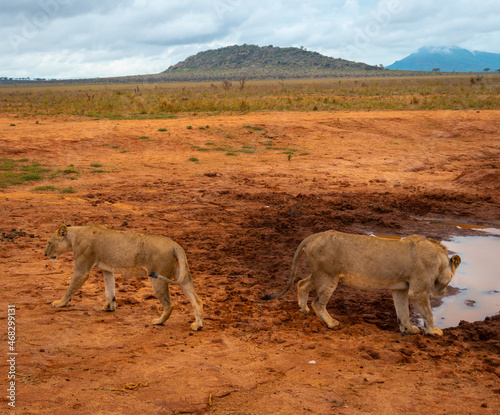 Lions of Tsavo East National Park, Kenya © Explore PhotoTrip