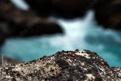 Closeup of ladybug or ladybird sitting on rock with unfocused river on background.