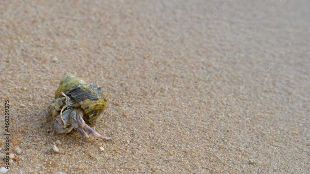 Hermit crab is crawl on sand near seashore. Feeler on sand beach. Animal in wild. Scenic summer in tropic. Shell mobile safety home. Cancer hermit crawls. Protective mobility in marine environments Hermit crab is crawl on sand near seashore. Feeler on sand beach. Animal in wild. Scenic summer in tropic. Shell mobile safety home. Cancer hermit crawls. Protective mobility in marine environments