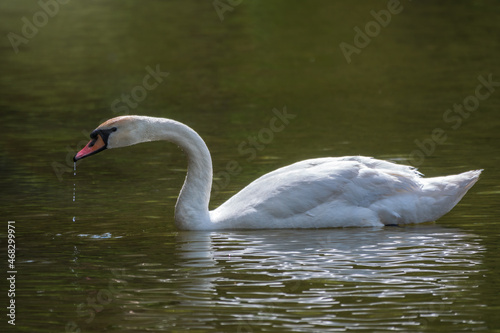 A graceful white swan swimming on a lake with dark green water. The white swan is reflected in the water © Dmitrii Potashkin