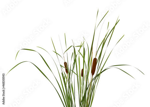 Beautiful reeds with catkins on white background