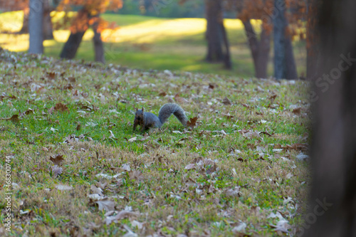 squirrel in the park