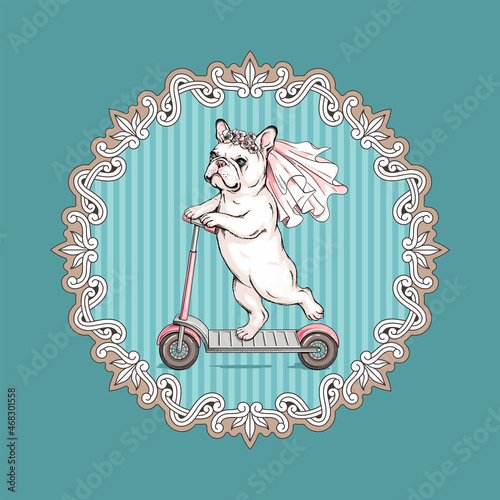 Cute French Bulldog in a wedding veil. Dog on a scooter. Portrait in vintage frame. 	