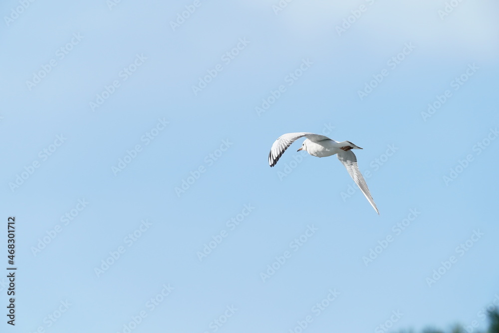 black headed gull