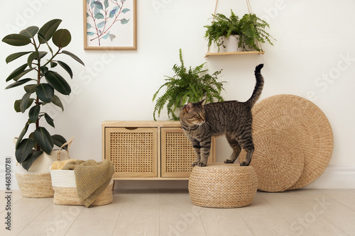 Photography Cute tabby cat on wicker pouf indoors