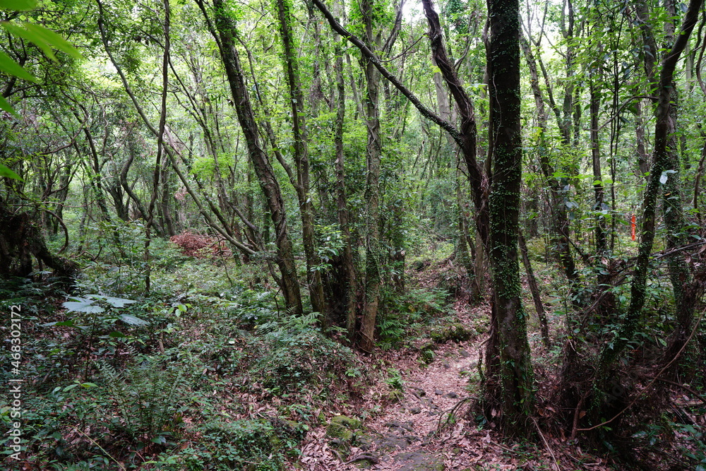 a primeval forest with vines, moss and old trees a primeval forest with vines, moss and old trees