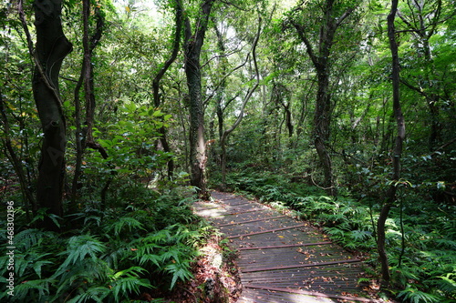 a wonderful boardwalk in the summer forest
