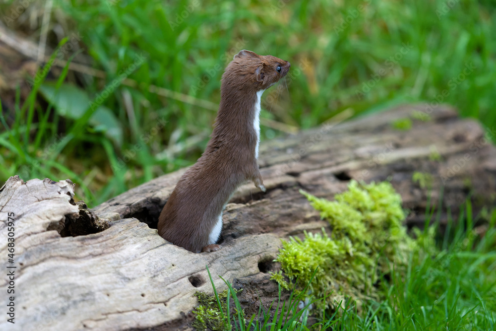 Weasel, Mustela nivalis,