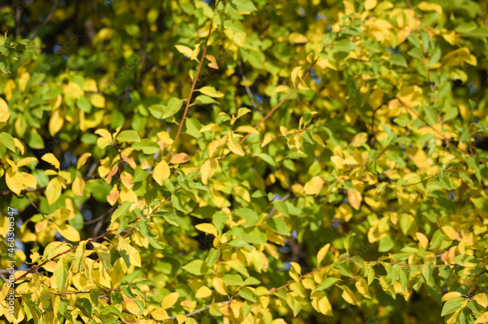 Autumnal golden drewdrops leaves closeup view with selective focus on foreground Autumnal golden drewdrops leaves closeup view with selective focus on foreground