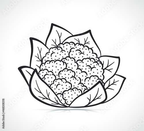 cauliflower illustration on white background