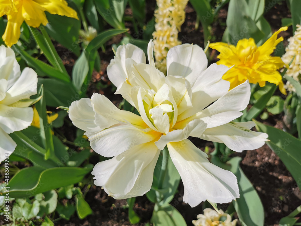 Obraz premium White double tulips with a yellow center on a bed of yellow tulips. The festival of tulips on Elagin Island in St. Petersburg.