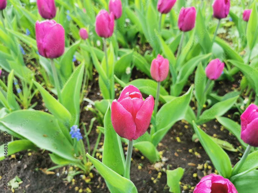 Lilac tulips on a flower bed among green leaves. The festival of tulips on Elagin Island in St. Petersburg. Lilac tulips on a flower bed among green leaves. The festival of tulips on Elagin Island in St. Petersburg.