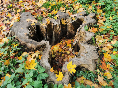 An old textured stump from a large tree, inside and around the fallen bright maple leaves