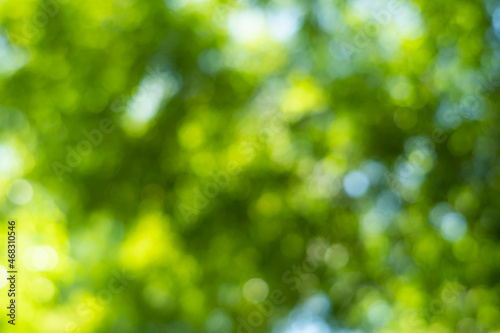 Light of out focus,Blurred background.Bokeh from natural green leaves.