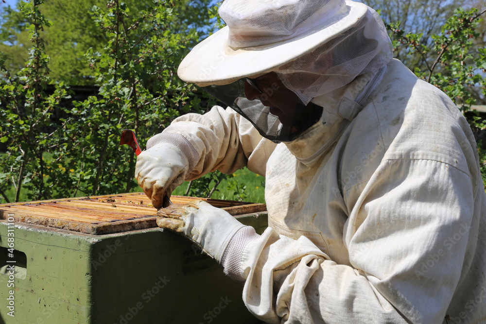 Beekeeper works on his beehive Beekeeper works on his beehive