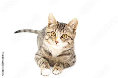 fluffy gray beautiful kitten. isolated on white background © Irina